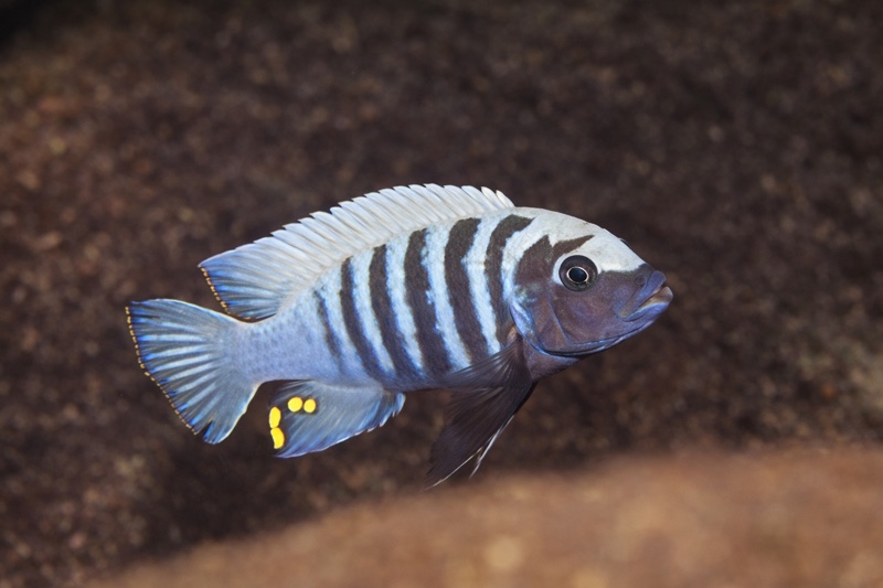 Maylandia zebra 'Linganjala Reef'